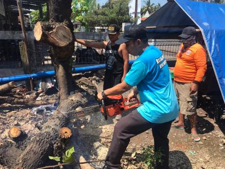 Gunakan Chain Saw, FPRB Dewo Evakuasi Pohon Tumbang 
